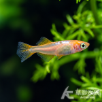 NG 凜音紅白 美達卡 2~2.5cm