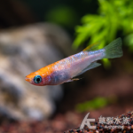 飛鳥 美達卡 2~2.5cm