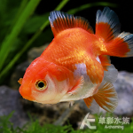 紅色短尾獅頭 7~8cm