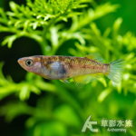 銀酒 美達卡 2~2.5cm