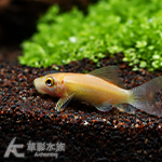 圓身黃金青苔鼠 3.5~4.5cm