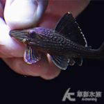 L027d 重金屬黃金雷神皇冠豹 015