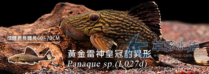 L027d 重金屬黃金雷神皇冠豹異型（11cm）004_ 異型魚_活體販售_AC草影水族 【水草，水晶蝦，水族用品專賣店】