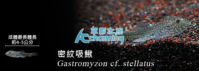 密紋吸鰍_ 其他魚種_活體販售_AC草影水族 【水草，水晶蝦，水族用品專賣店】